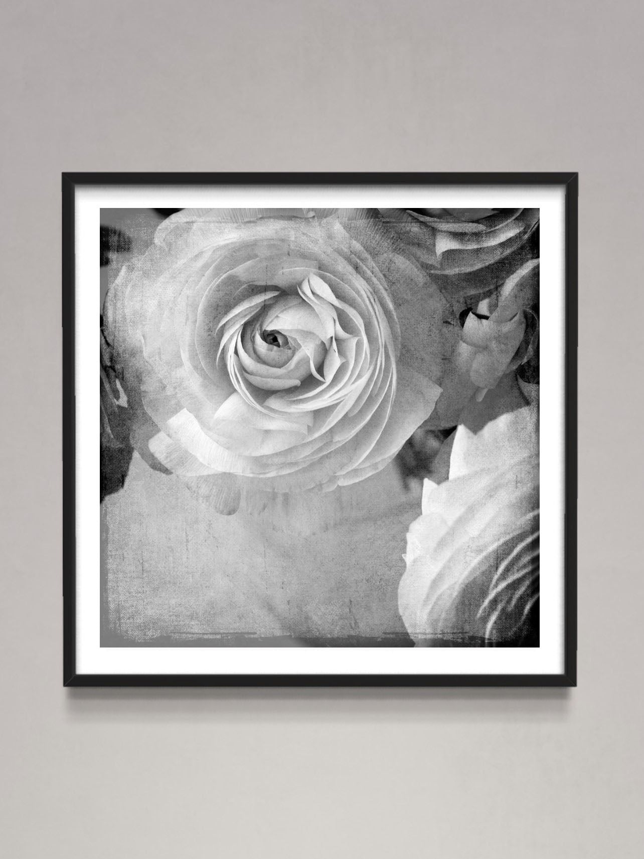 Dark Ranunculus Tides Home And Garden