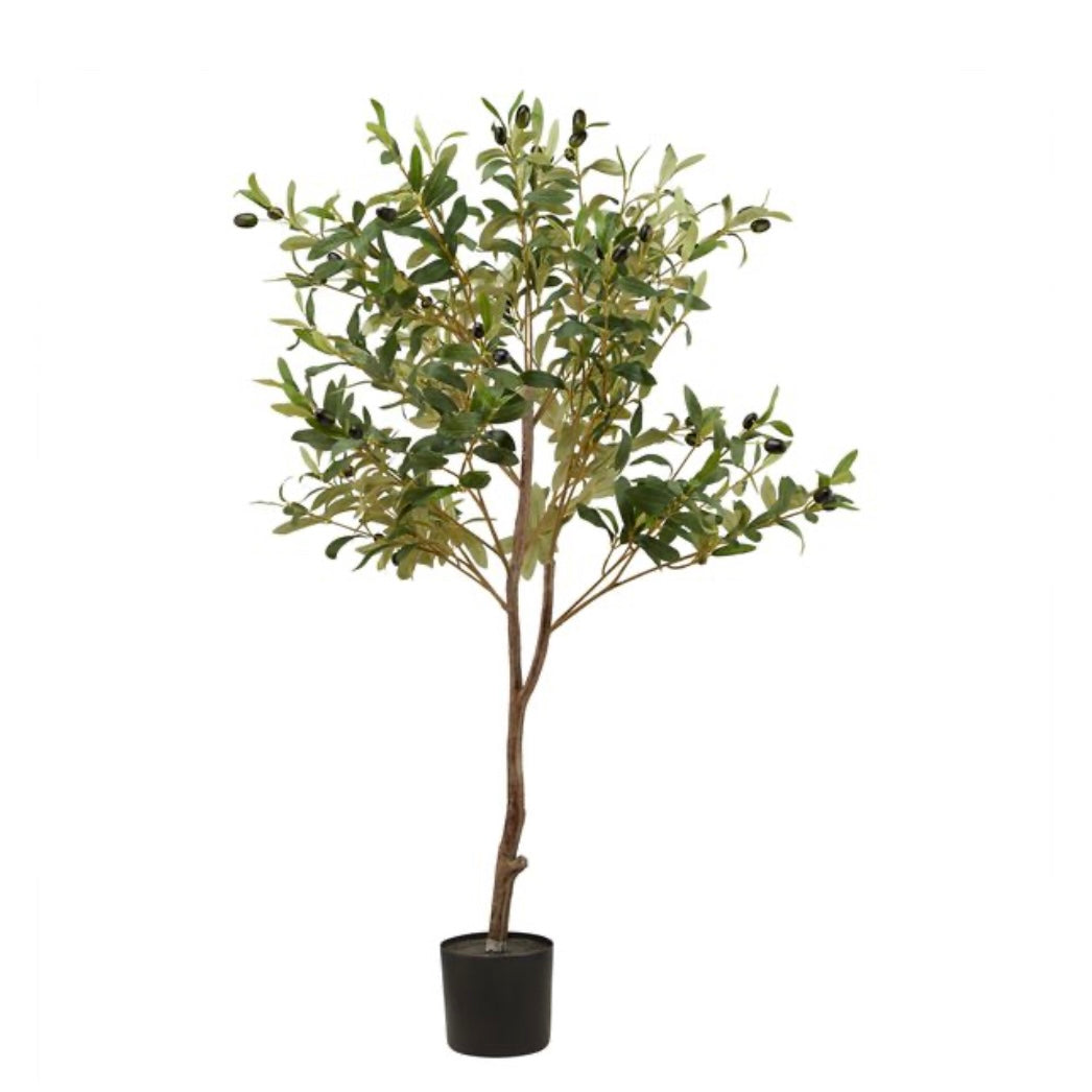 Olive Tree (3 Sizes Available)