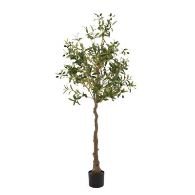 Olive Tree (3 Sizes Available)