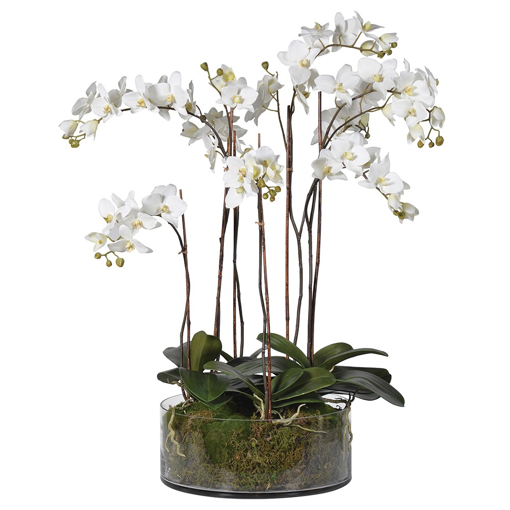 Large White Orchid in Class Cylinder Bowl