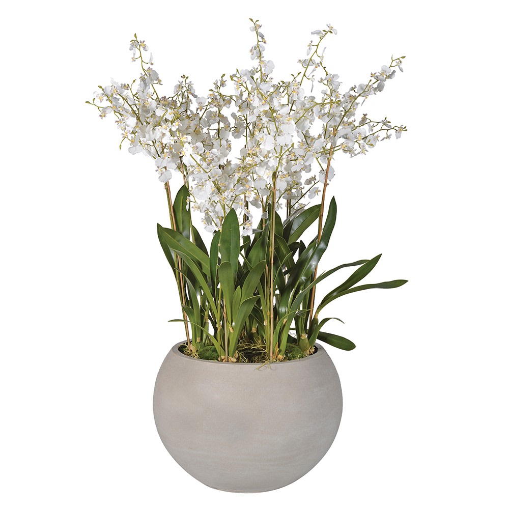 White Dancing Orchid Plants in Grey Planter