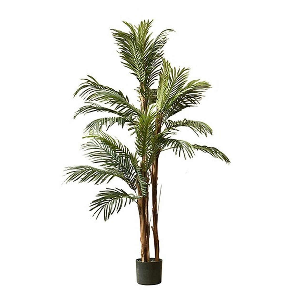 5ft Kenya Palm Plant