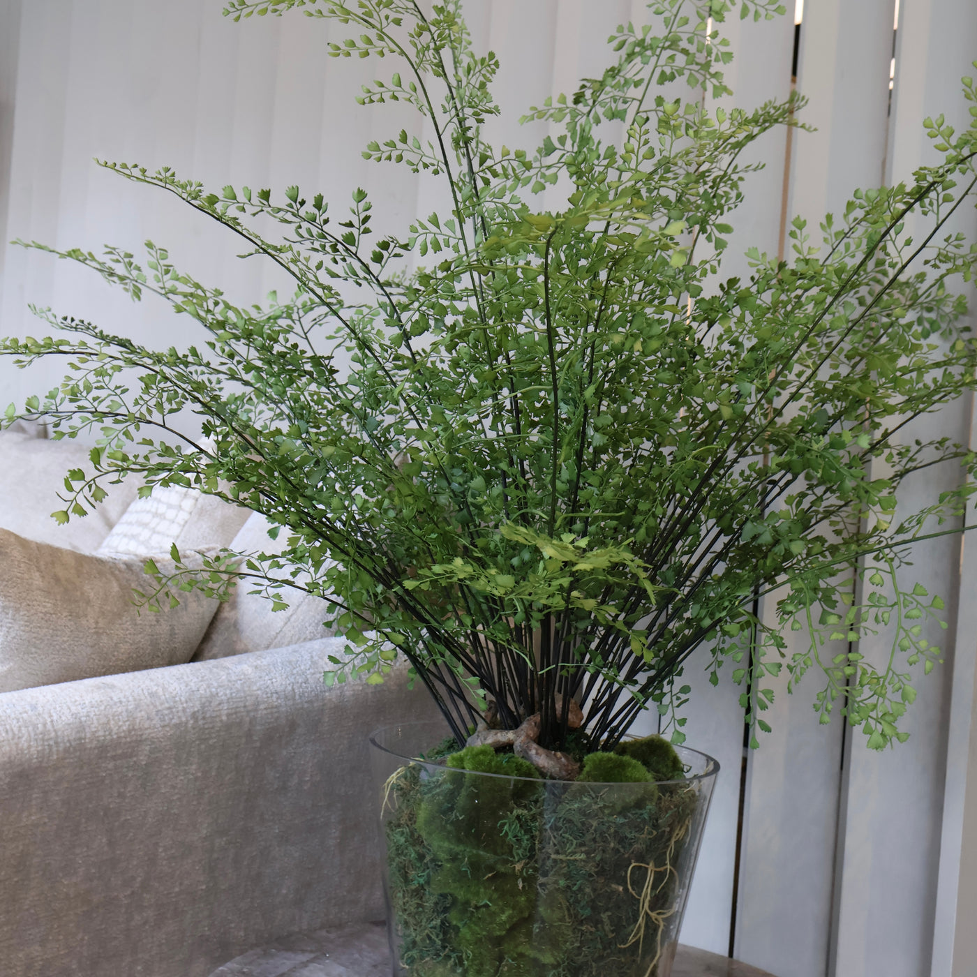 Large Maiden Hair Fern in Glass Pot