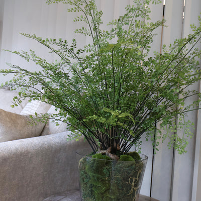Large Maiden Hair Fern in Glass Pot