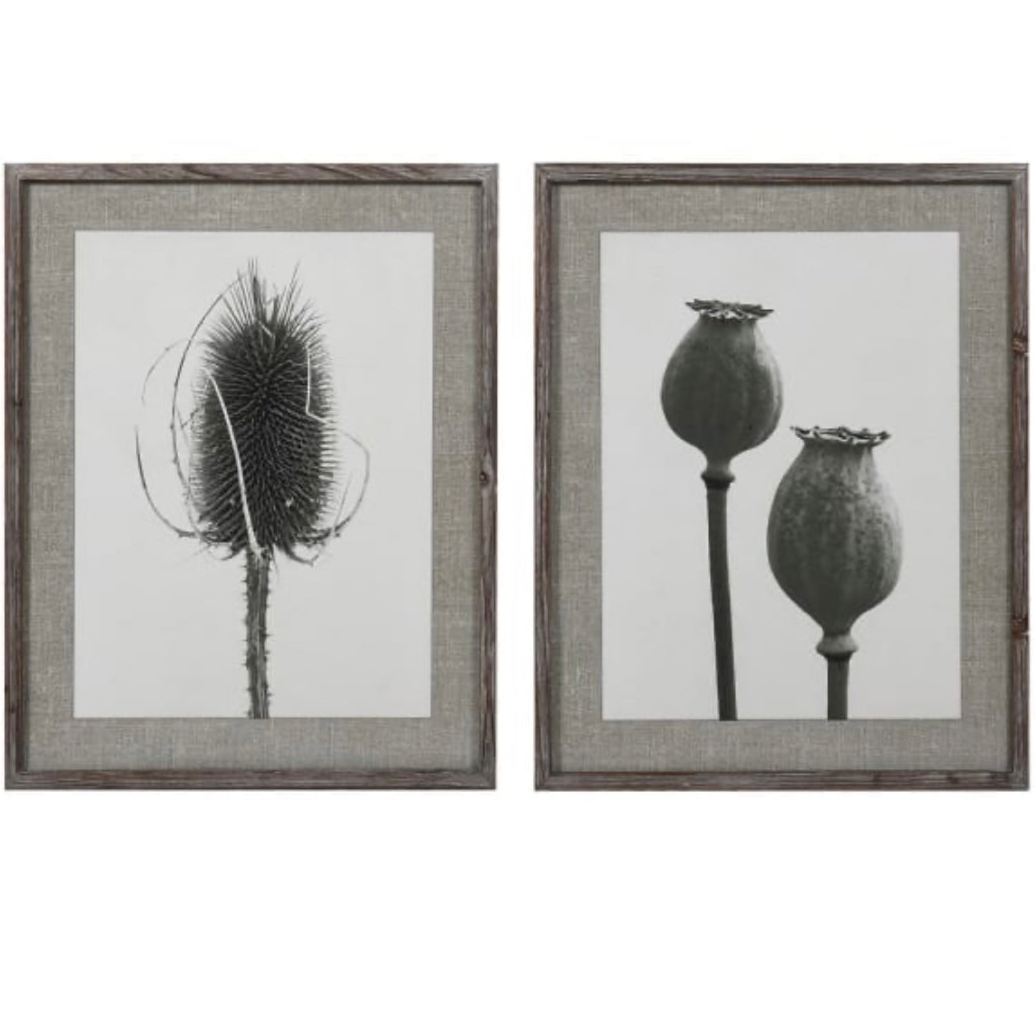 Teasel & Poppy Set of 2 Framed Prints