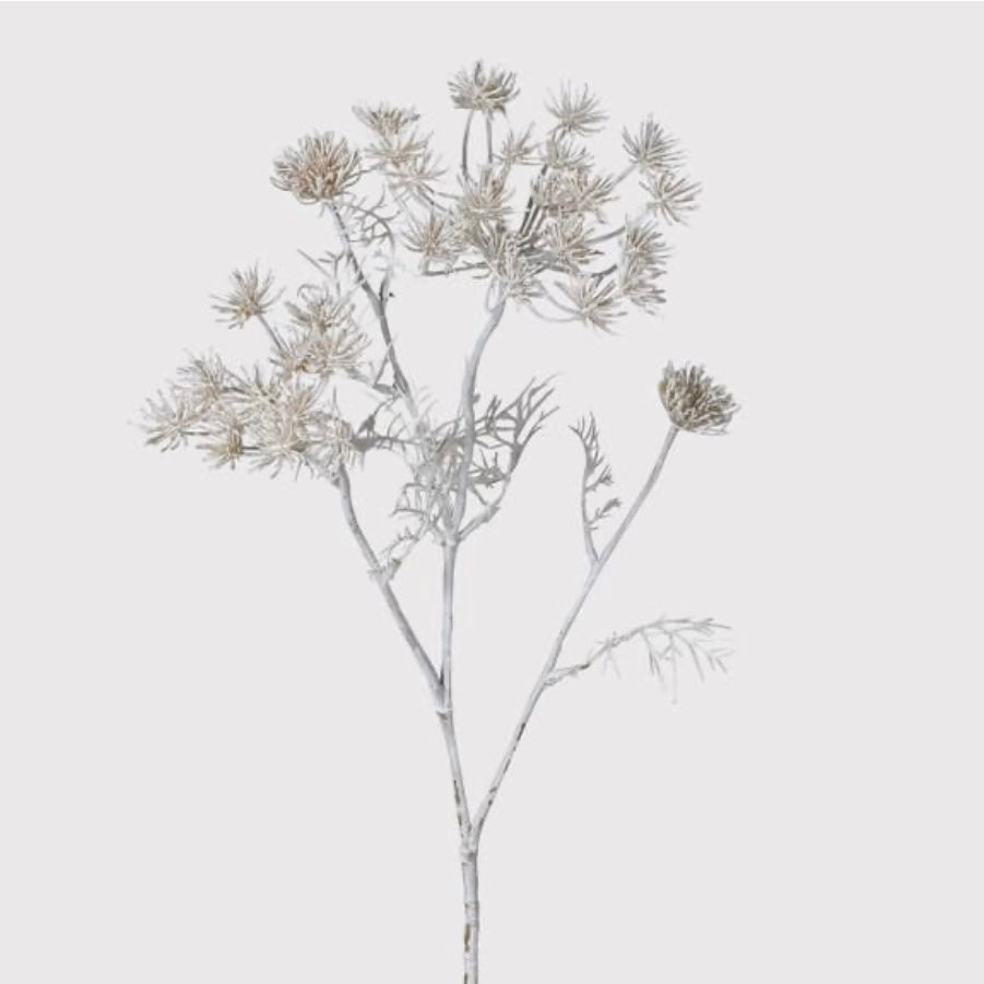 Ghost White Queen Anne's Lace