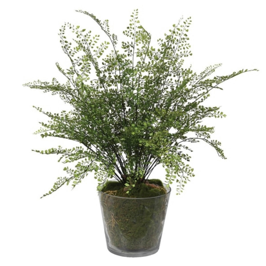 Large Maiden Hair Fern in Glass Pot