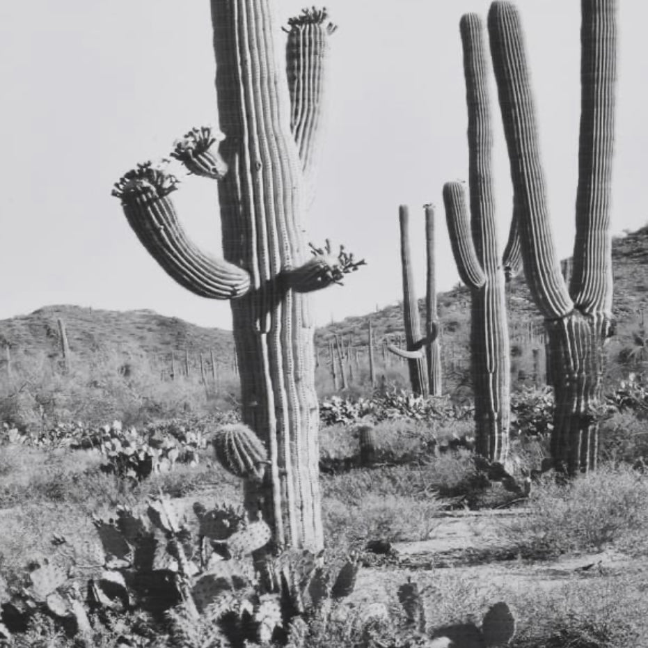 Wild West Cactus Picture