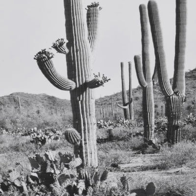 Wild West Cactus Picture