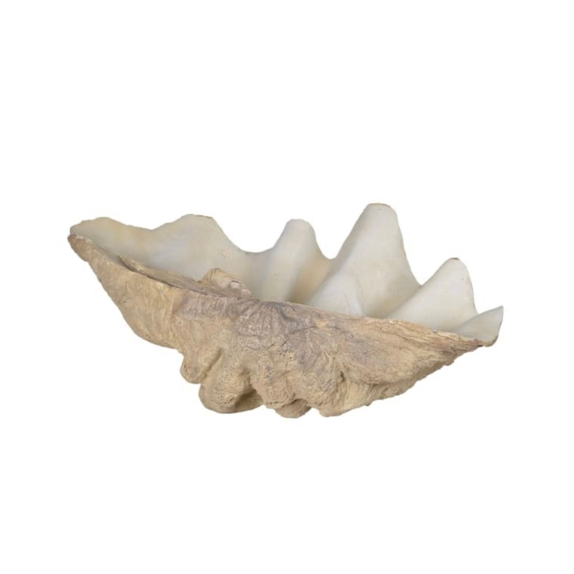 Large Clam Shell