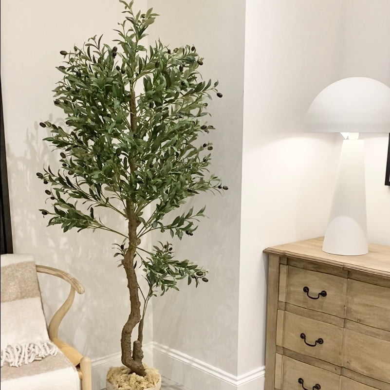 Olive Tree (3 Sizes Available)