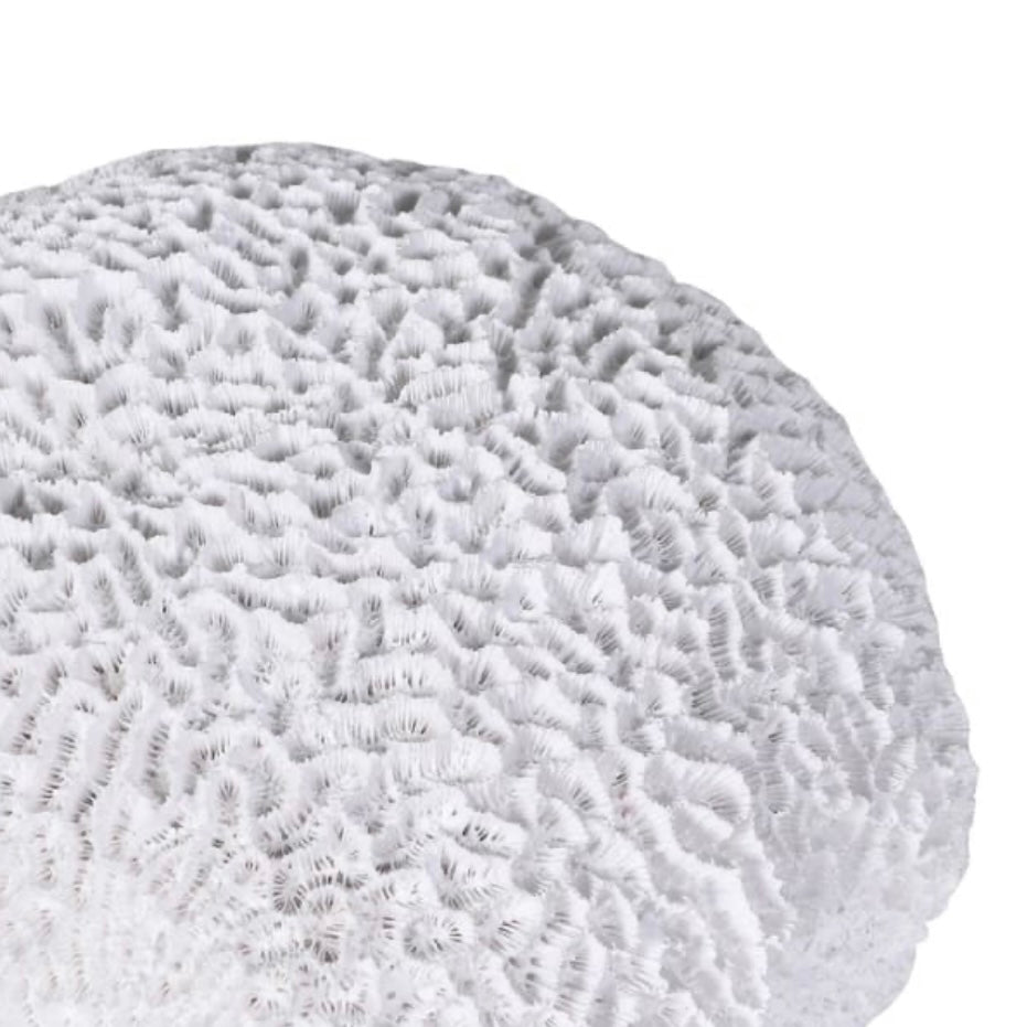 White Coral Decorative Accent