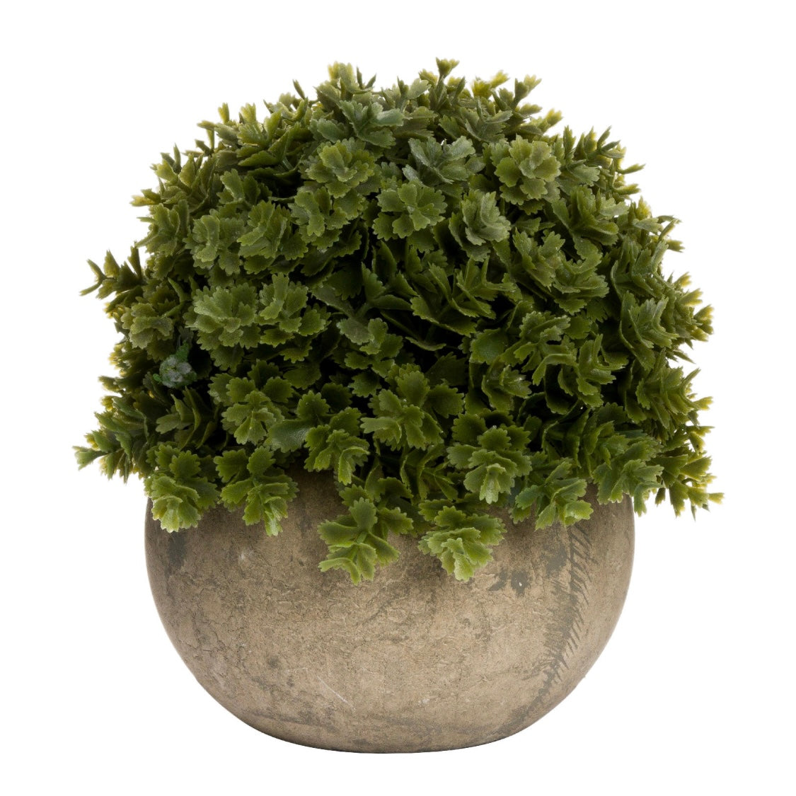 Hill Interiors Mini Hebe in Pot – Tides Home And Garden