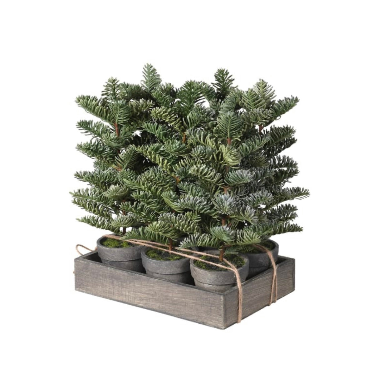 Mini Potted Nordic Spruce