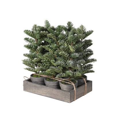 Mini Potted Nordic Spruce