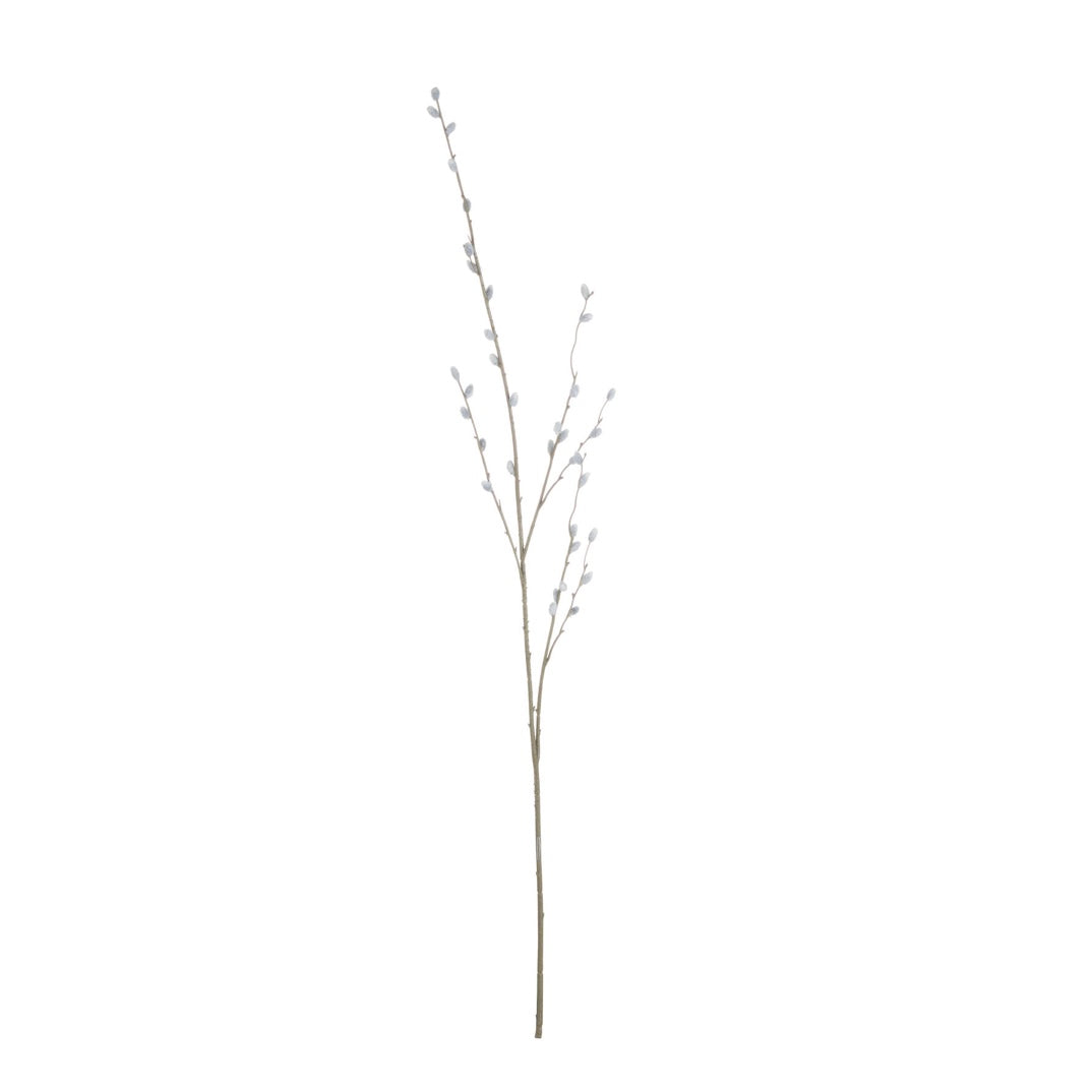Pussy Willow Branch