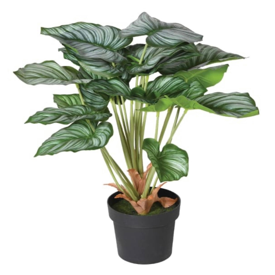 Green Calathia Peacock Plant in Black Plastic Pot