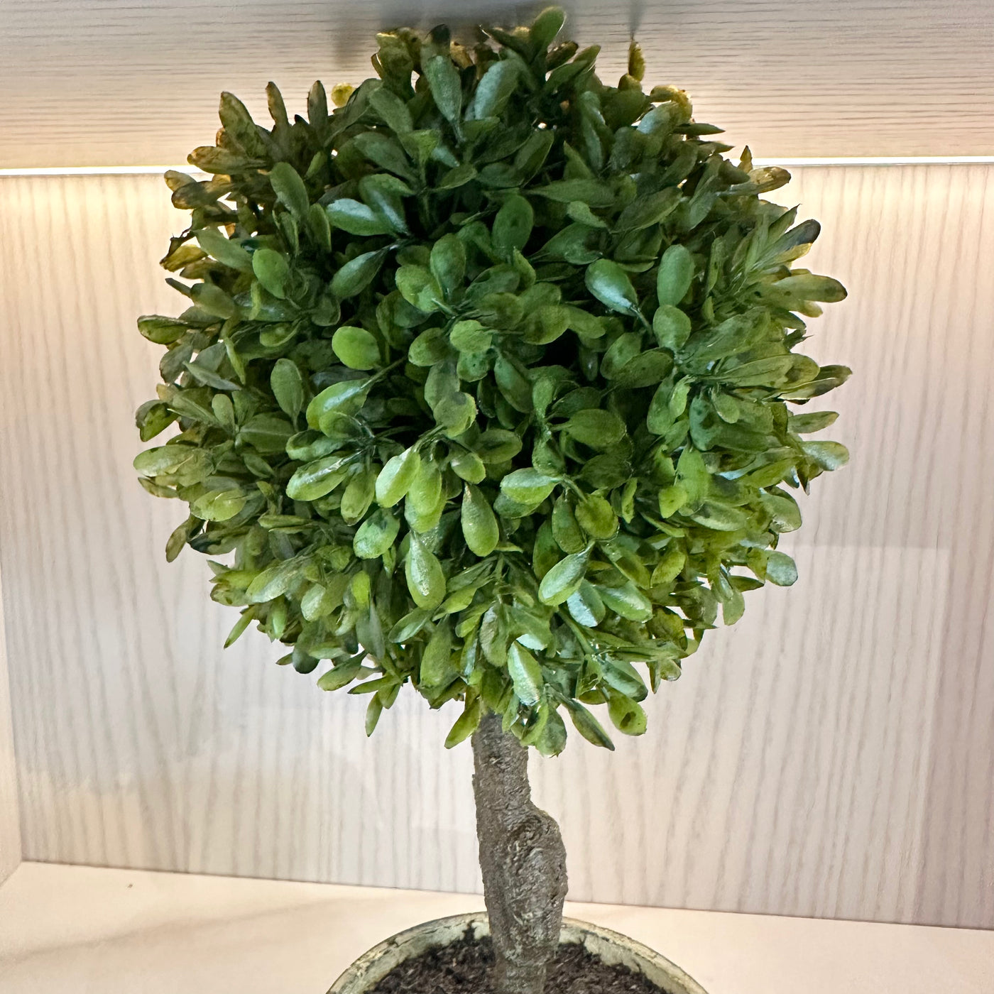 Faux Mini Boxwood