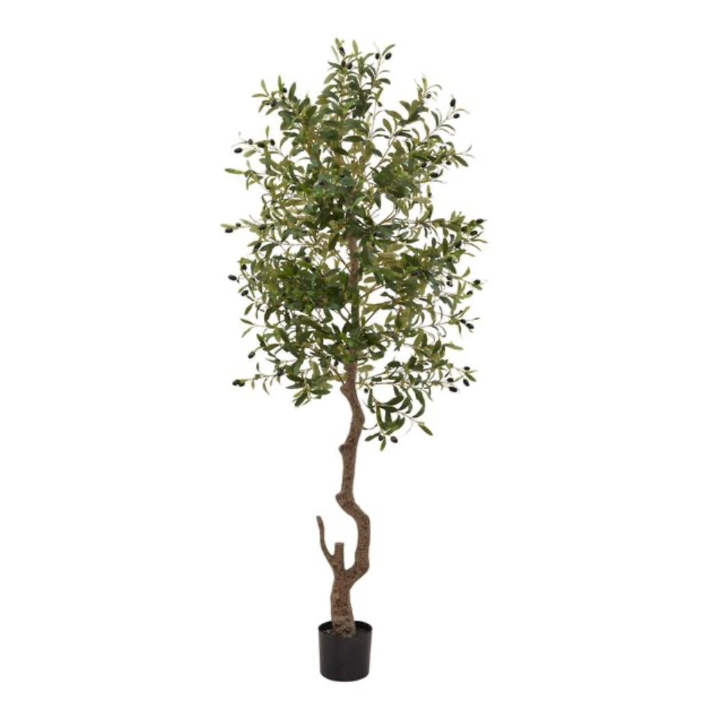 Olive Tree (3 Sizes Available)