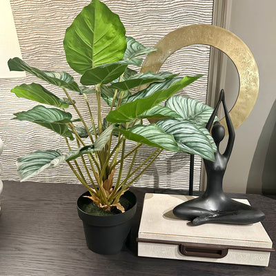 Green Calathia Peacock Plant in Black Plastic Pot