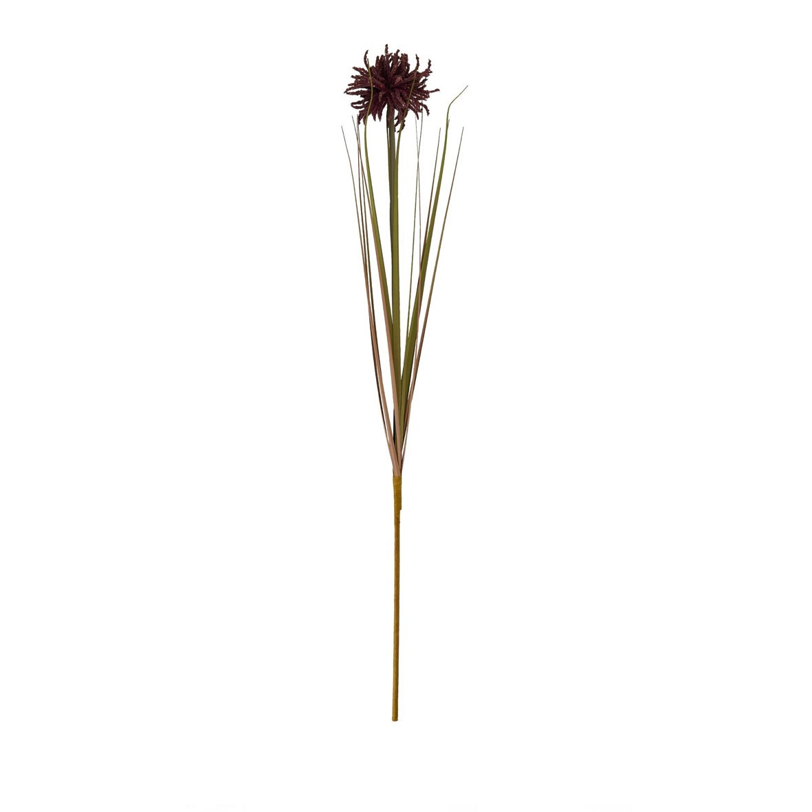 Burgundy Aster Spider Chrysanthemum Stem