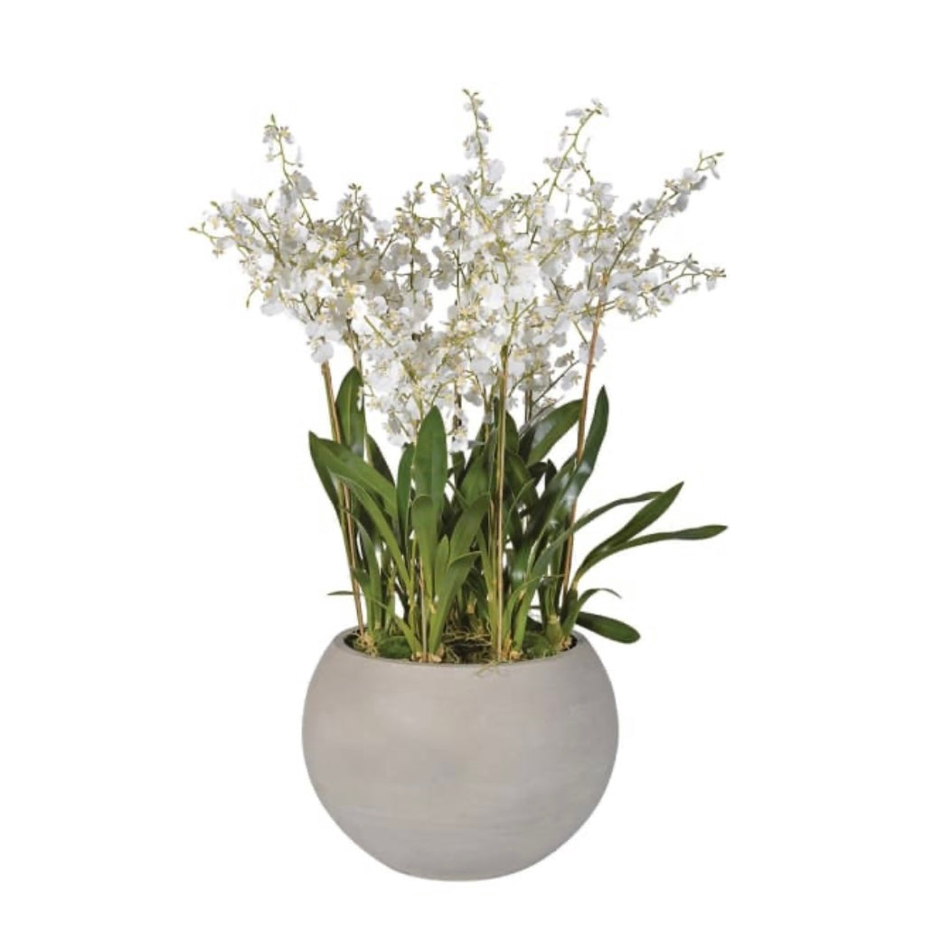 White Dancing Oncidium Orchid Plants in Round Grey Planter