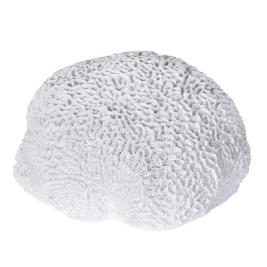 White Coral Decorative Accent