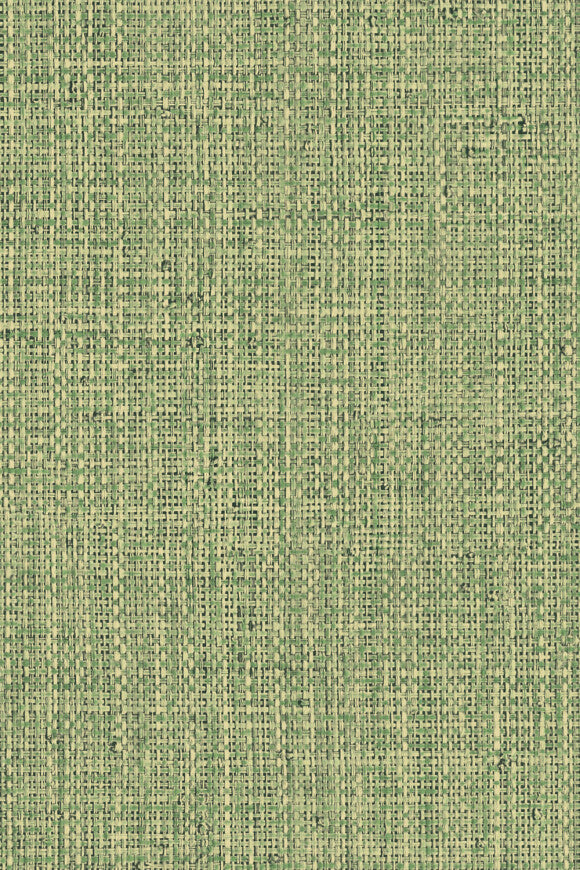 Nongo – Olive