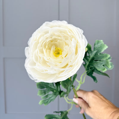 Tides Exclusive White Ranunculus Asiaticus