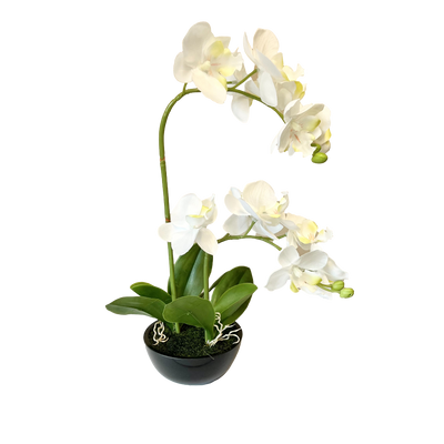 Tides Collection Mini Orchid in Pot